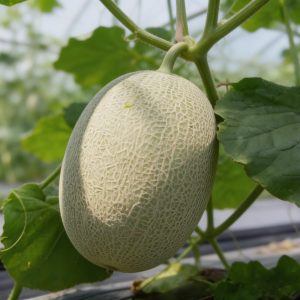 Cantaloupe