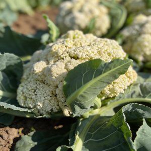 Cauliflower