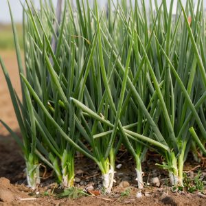 Scallion / Green onion