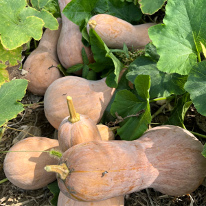 Winter squash