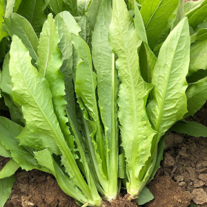 Arugula / Lettuce