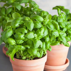 Basil