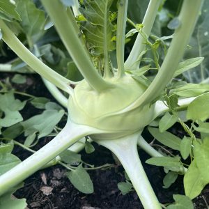 Kohlrabi