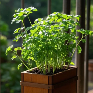 Cilantro / Coriander